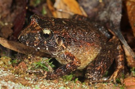 Biodiversity Expedition in Madidi National Park Discovers New Frog Species